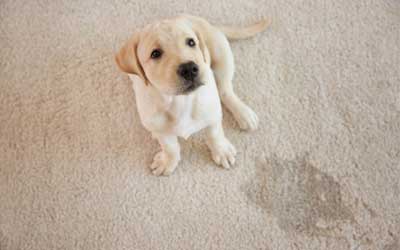 pet-stain-removal-manly
